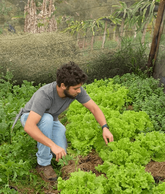 From local farmers to children’s Table